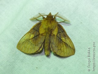 Euthrix potatoria