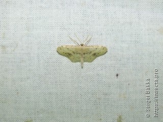 Idaea dimidiata