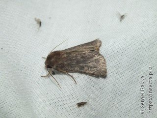 Noctuinae