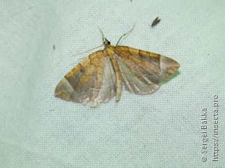 Eulithis testata