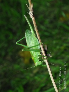 Tettigonia cantans