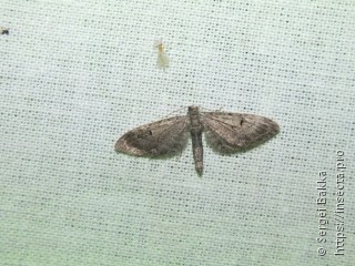 Eupithecia