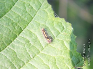 Acronicta tridens