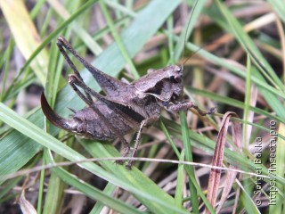 Pholidoptera griseoaptera