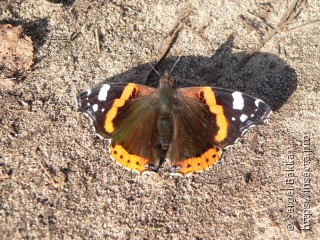 Vanessa atalanta