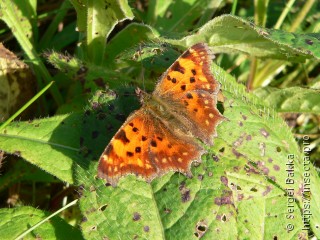 Polygonia c-album