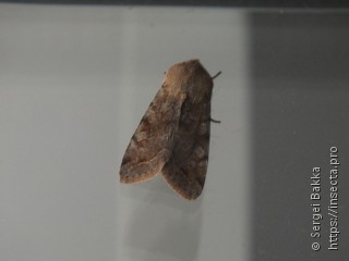 Orthosia incerta