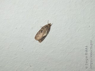 Agonopterix