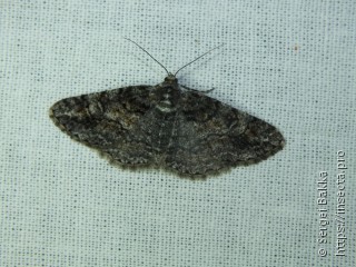 Cleora cinctaria