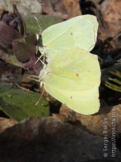 Gonepteryx rhamni