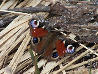 Aglais io