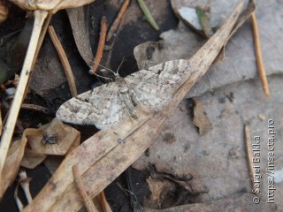 Eupithecia lanceata