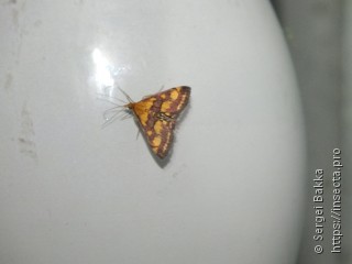 Pyrausta purpuralis