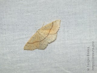 Cyclophora punctaria