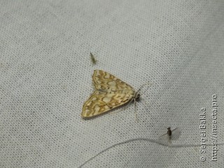 Elophila nymphaeata