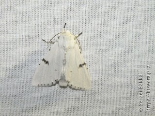 Acronicta leporina