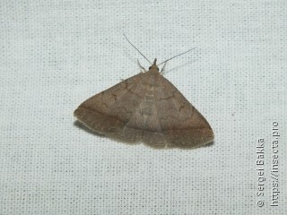 Zanclognatha lunalis