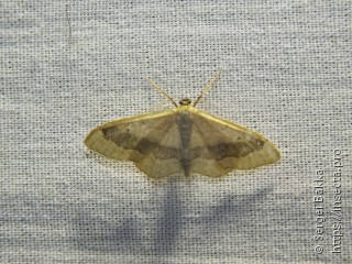 Idaea aversata