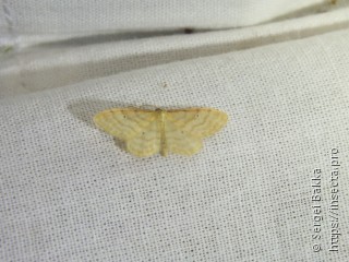 Idaea humiliata