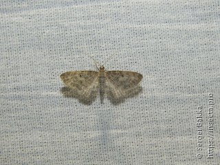 Eupithecia subfuscata