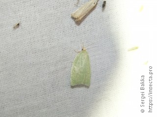 Tortrix viridana