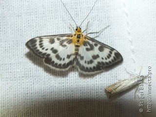 Anania hortulata