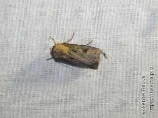 Agrotis exclamationis