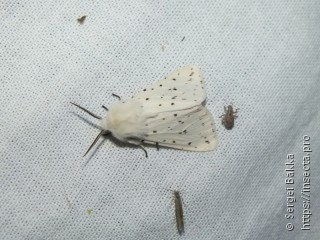 Spilosoma lubricipeda