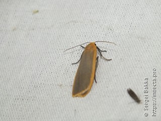 Eilema depressa