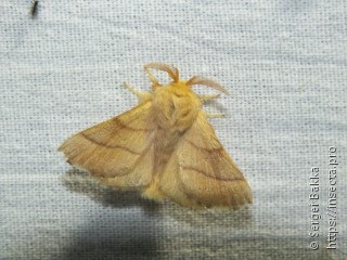 Malacosoma neustria