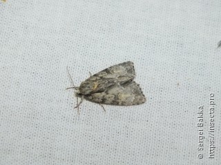 Acronicta strigosa