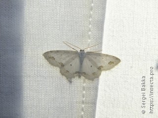 Scopula ornata