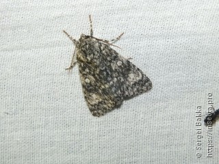 Acronicta megacephala