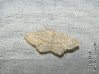 Scopula nigropunctata