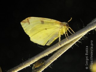 Opisthograptis luteolata