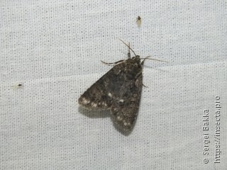 Acronicta rumicis