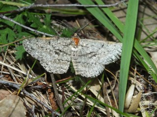 Hypomecis roboraria