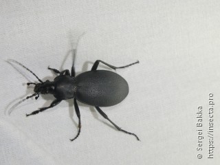 Carabus coriaceus