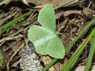 Geometra papilionaria