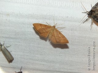 Idaea ochrata