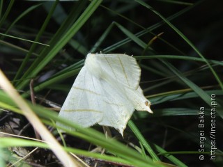 Ourapteryx sambucaria