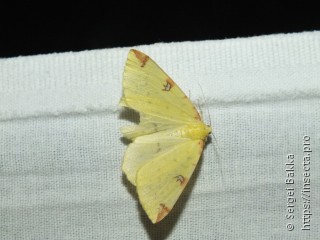 Opisthograptis luteolata