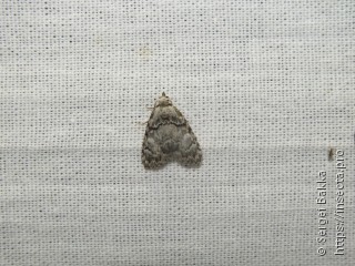 Meganola strigula