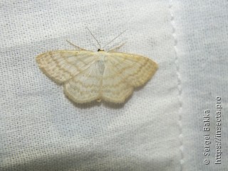 Scopula immutata