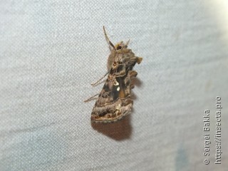 Autographa pulchrina