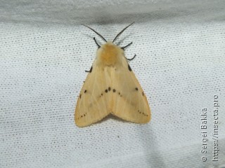 Spilosoma lutea