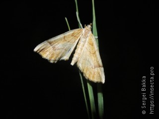 Eulithis mellinata