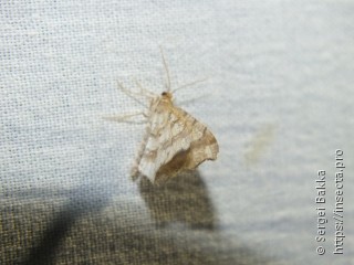 Macaria alternata