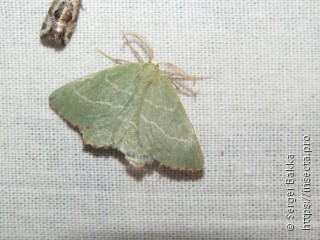 Thalera fimbrialis