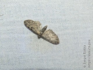 Eupithecia trisignaria